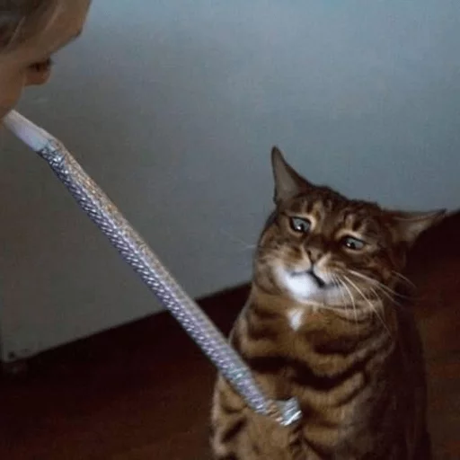 brokencats2 21