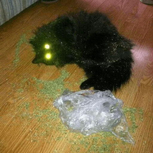 brokencats2 22