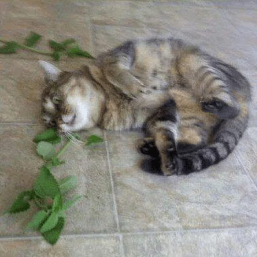 brokencats2 23