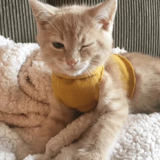 brokencats2 25