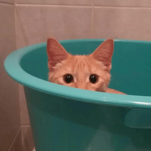 brokencats2 27