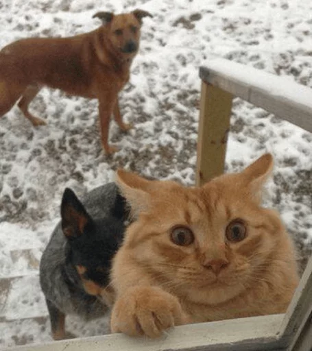 brokencats2 28