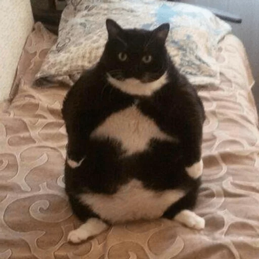 brokencats2 29