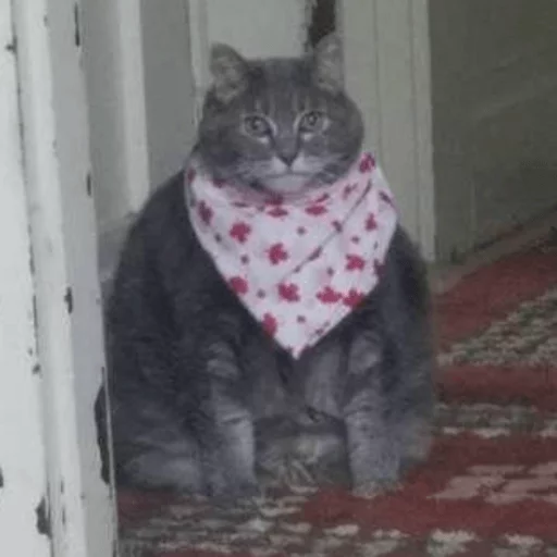 brokencats2 30