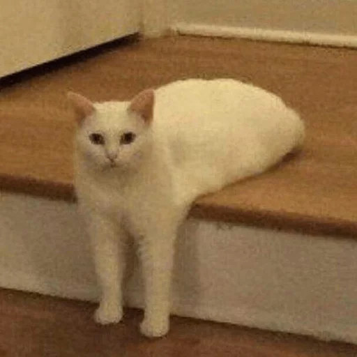 brokencats2 31