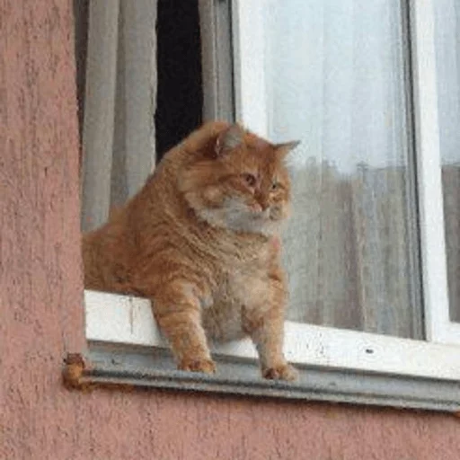 brokencats2 32