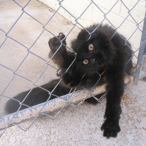 brokencats2 33