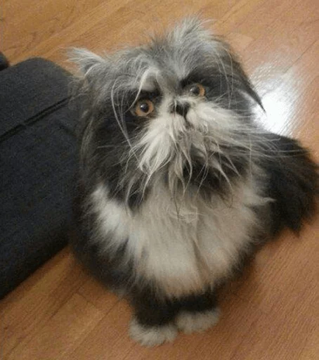 brokencats2 34
