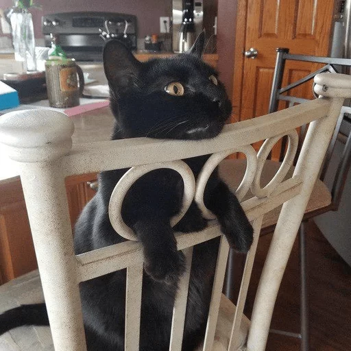 brokencats2 35