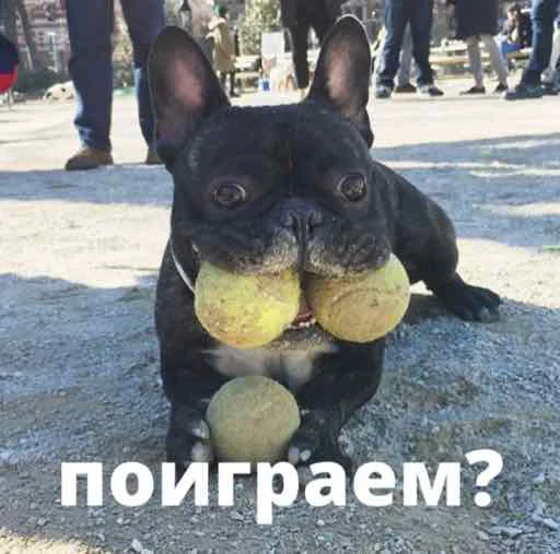 bulldogmemes 7