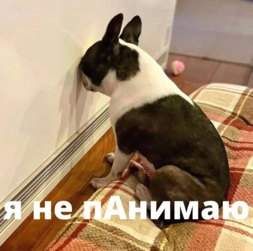 bulldogmemes 8