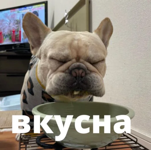 bulldogmemes 9