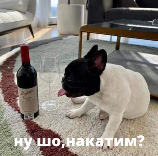 bulldogmemes 10