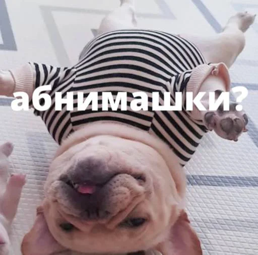 bulldogmemes 11