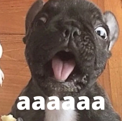 bulldogmemes 12