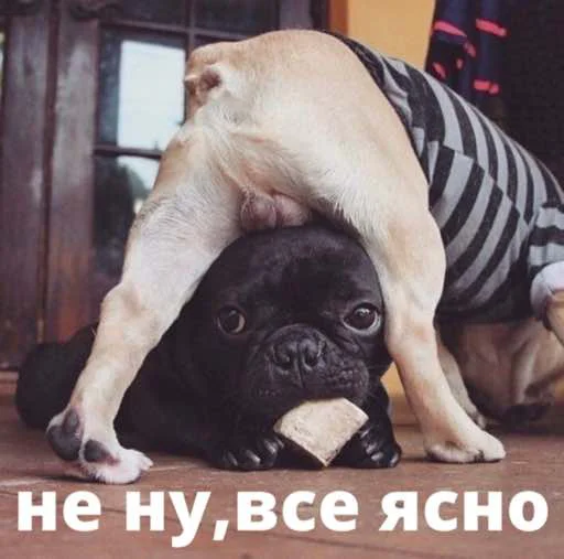 bulldogmemes 13