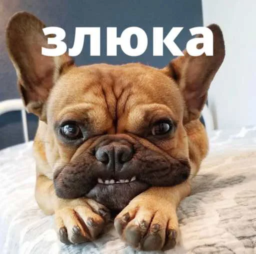 bulldogmemes 14