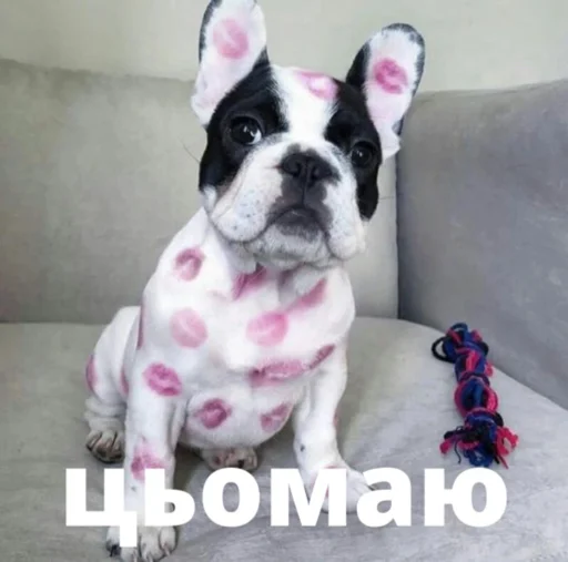 bulldogmemes 15