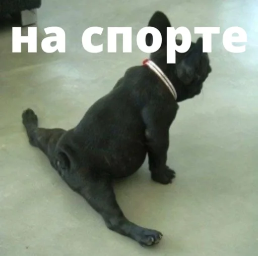 bulldogmemes 16