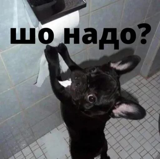 bulldogmemes 17