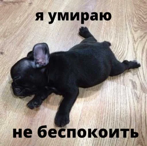 bulldogmemes 18
