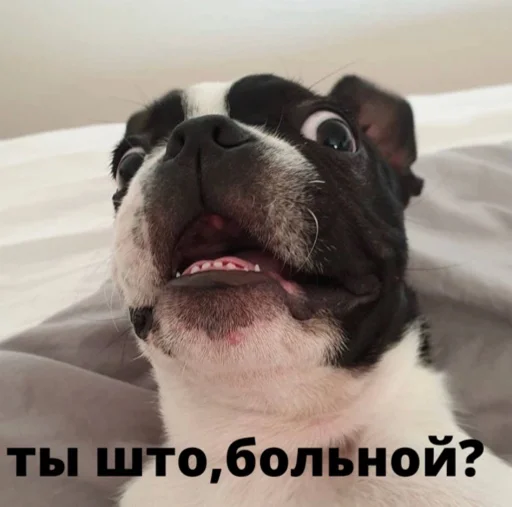 bulldogmemes 19