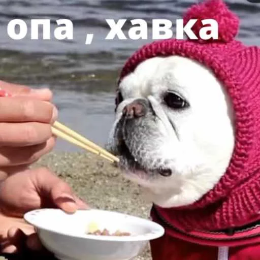 bulldogmemes 20