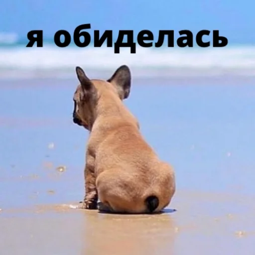 bulldogmemes 21