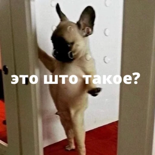 bulldogmemes 22