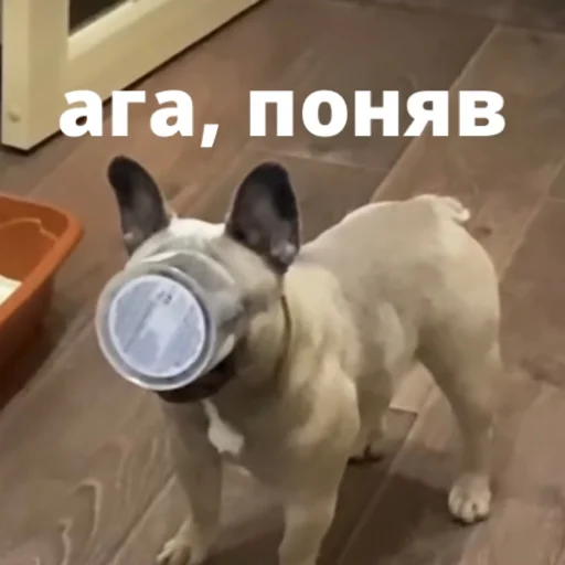 bulldogmemes 24