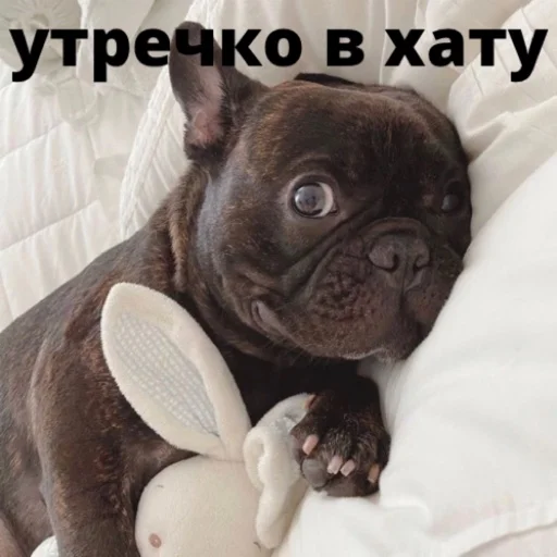 bulldogmemes 25
