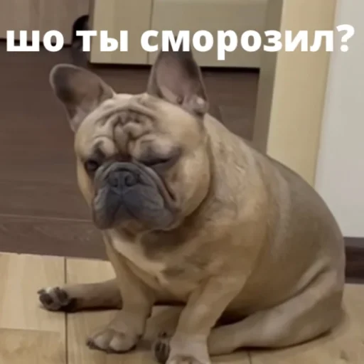 bulldogmemes 26
