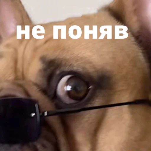 bulldogmemes 27
