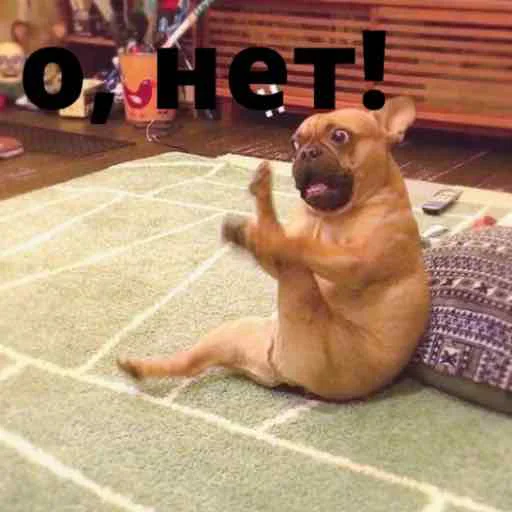bulldogmemes 28
