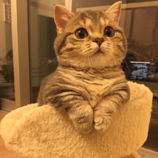 catsaandlove 7
