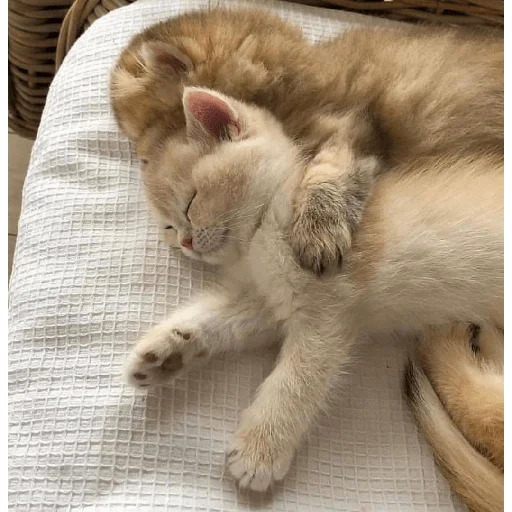 catsaandlove 8