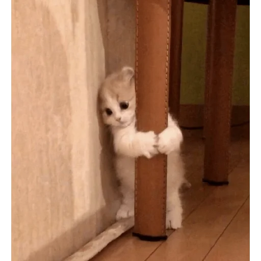 catsaandlove 9