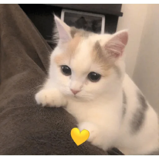 catsaandlove 10