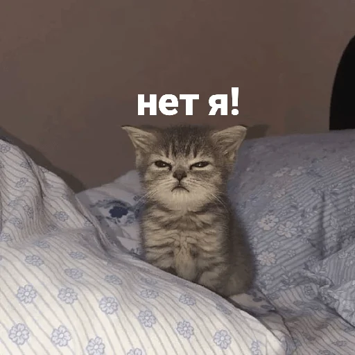 catsaandlove 11