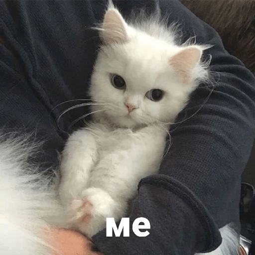 catsaandlove 12