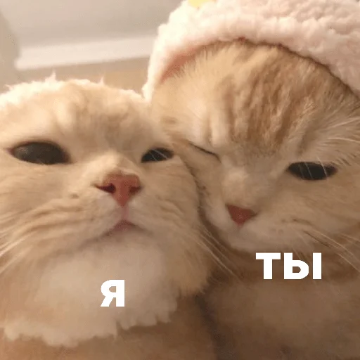 catsaandlove 13
