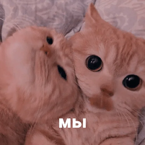 catsaandlove 14