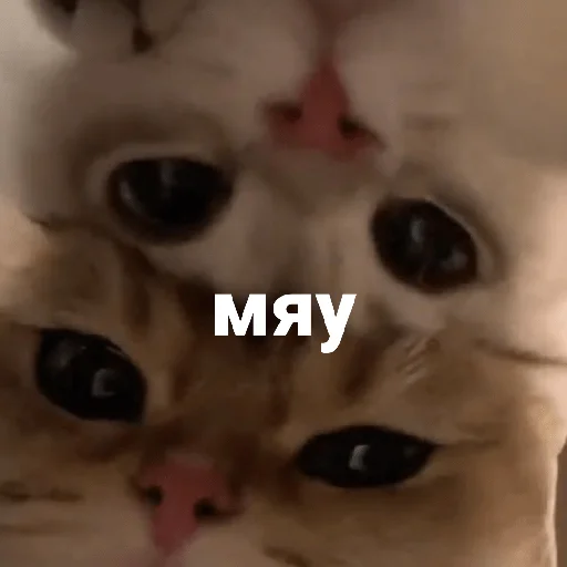 catsaandlove 15