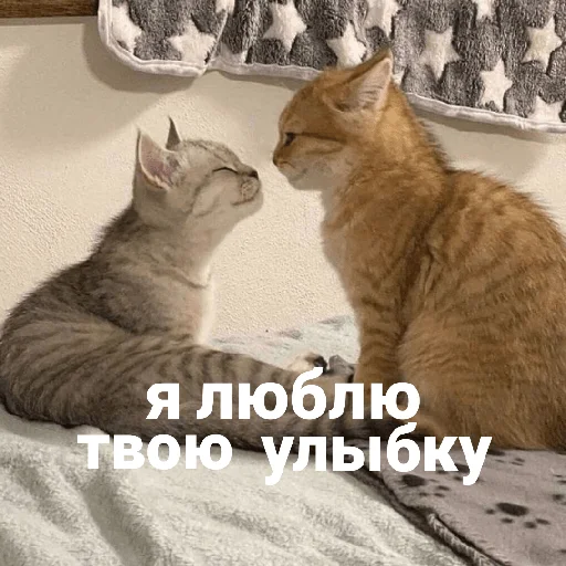 catsaandlove 16