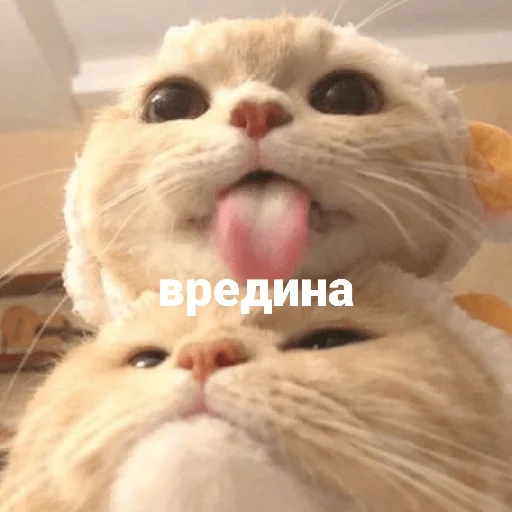 catsaandlove 17