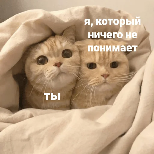 catsaandlove 18