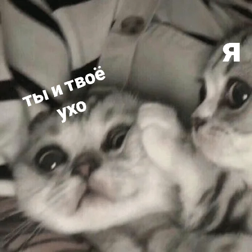 catsaandlove 19
