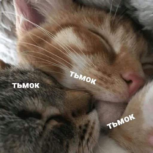 catsaandlove 20