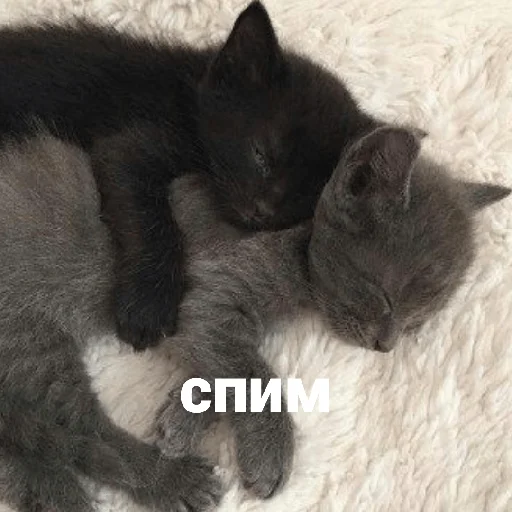 catsaandlove 21