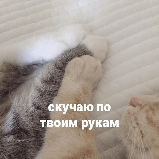 catsaandlove 22